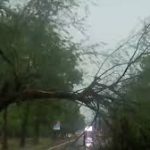 गढ़ मेरठ रोड पर 2 किमी लंबा जाम, बारिश में गिरे शीशम के पेड़ ने रोकी राह